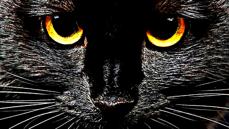 Ampliar: Gato Negro